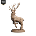 Elk